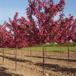 Яблоня декоративная Прериефайер (Malus 'Prairifire')