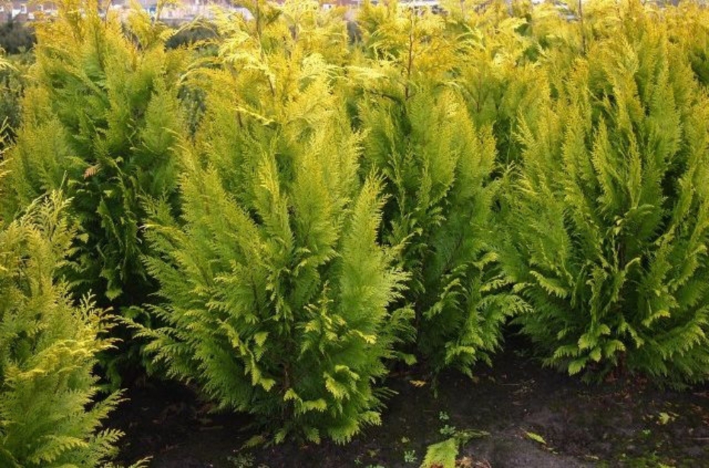 Кипарисовик Лавсона Ивонн (Chamaecyparis lawsoniana 'Ivonne')