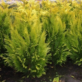 Кипарисовик Лавсона Ивонн (Chamaecyparis lawsoniana 'Ivonne')