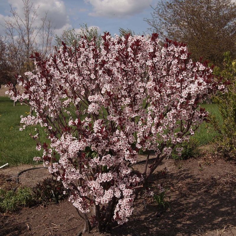 Слива Цистена (Prunus x cistena)