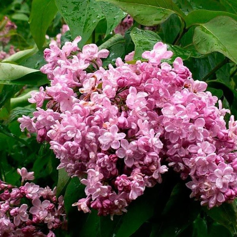 Сирень обыкновенная Лунный свет (Syringa vulgaris 'Lunnyy Svet')