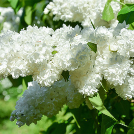 Сирень обыкновенная Защитникам Бреста (Syringa vulgaris 'Zashchitnikam Bresta')
