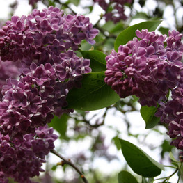 Сирень обыкновенная Зорька Венера (Syringa vulgaris 'Zorka Venera')