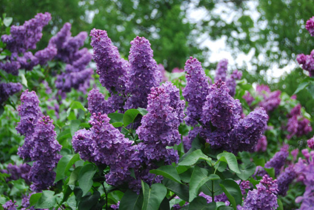 Сирень обыкновенная Кавур (Syringa vulgaris 'Cavour')