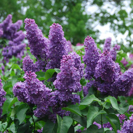 Сирень обыкновенная Кавур (Syringa vulgaris 'Cavour')