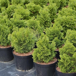 Кипарисовик тупой Нана Грацилис (Chamaecyparis obtusa 'Nana Gracilis')