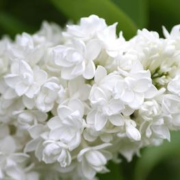 Сирень обыкновенная Мадам Казимир Перье (Syringa vulgaris 'Madame Casimir Périer')