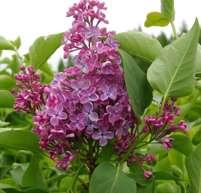 Сирень обыкновенная Мечта (Syringa vulgaris 'Mechta')