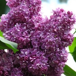 Сирень обыкновенная Павлинка (Syringa vulgaris 'Pavlinka')