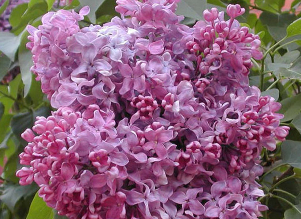 Сирень обыкновенная Пинк Мист (Syringa vulgaris 'Pink Mist')