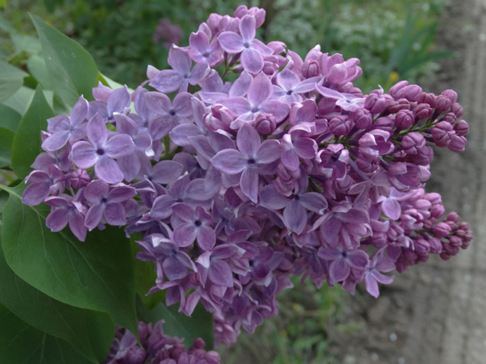 Сирень обыкновенная Школьница (Syringa vulgaris 'Shkolnitsa')