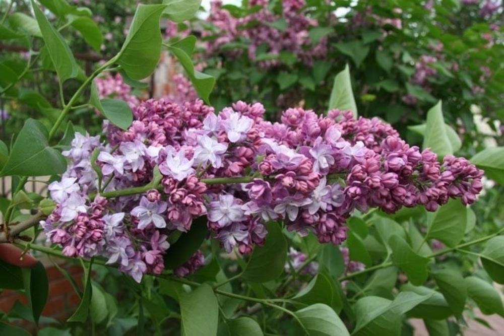 Сирень обыкновенная Хантенгри (Syringa vulgaris 'Khan-Tengri')