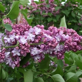 Сирень обыкновенная Хантенгри (Syringa vulgaris 'Khan-Tengri')
