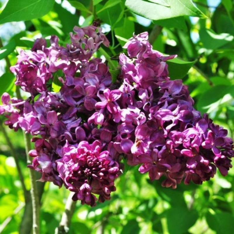 Сирень обыкновенная Френк Патерсон (Syringa vulgaris 'Frank Paterson')