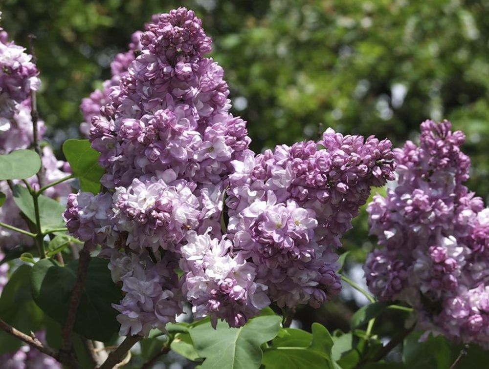 Сирень обыкновенная Тарас Бульба (Syringa vulgaris 'Taras Bulba')