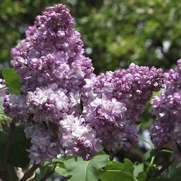Сирень обыкновенная Тарас Бульба (Syringa vulgaris 'Taras Bulba')
