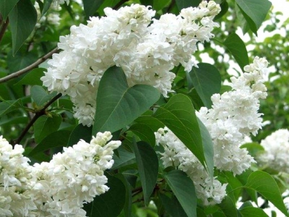 Сирень обыкновенная Снежный ком (Syringa vulgaris 'Snezhnyy Kom')