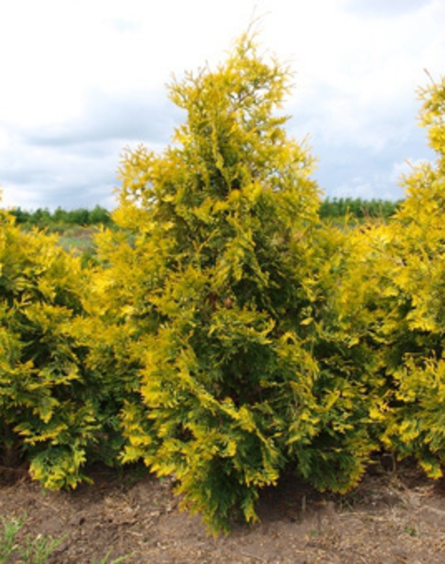 Туя западная Санкист (Thuja occidentalis 'Sunkist')