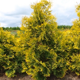Туя западная Санкист (Thuja occidentalis 'Sunkist')