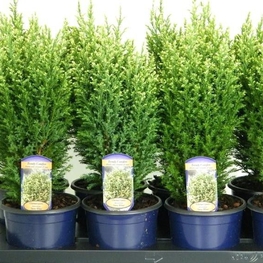 Кипарисовик Лавсона Сноу Вайт (Chamaecyparis lawsoniana 'Snow White')