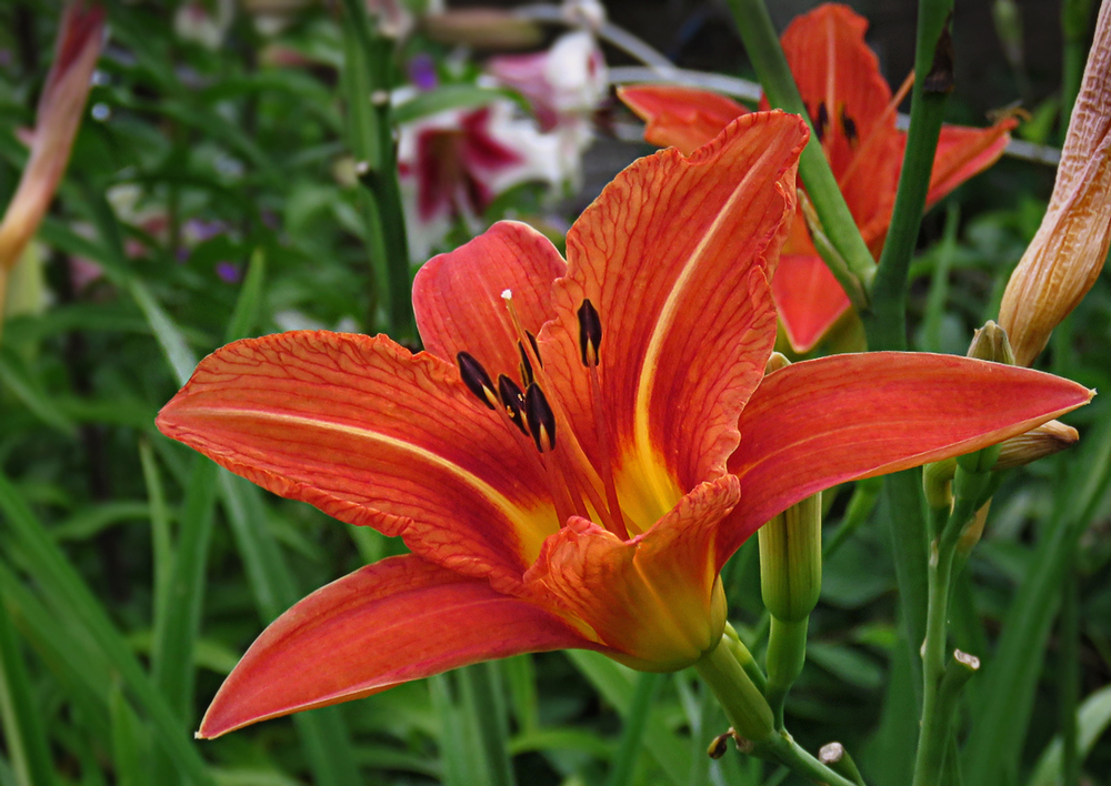 Лилейник гибридный Квин оф Мэй (Hemerocallis 'Queen of May')