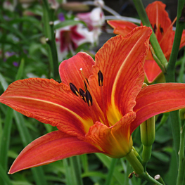 Лилейник гибридный Квин оф Мэй (Hemerocallis 'Queen of May')