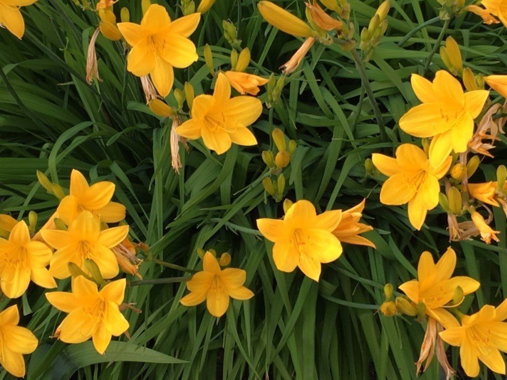 Лилейник Миддендорфа (Hemerocallis middendorffii)