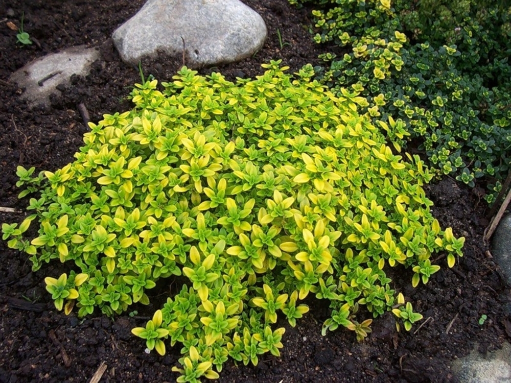 Тимьян лимоннопахнущий (Thymus x citriodorus)