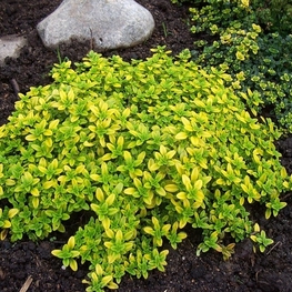 Тимьян лимоннопахнущий (Thymus x citriodorus)