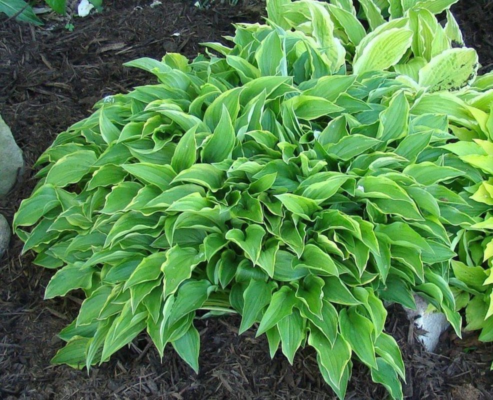 Хоста Лемон Делайт (Hosta 'Lemon Delight')
