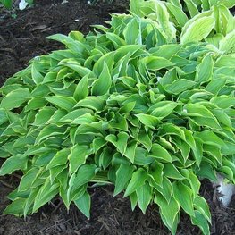 Хоста Лемон Делайт (Hosta 'Lemon Delight')