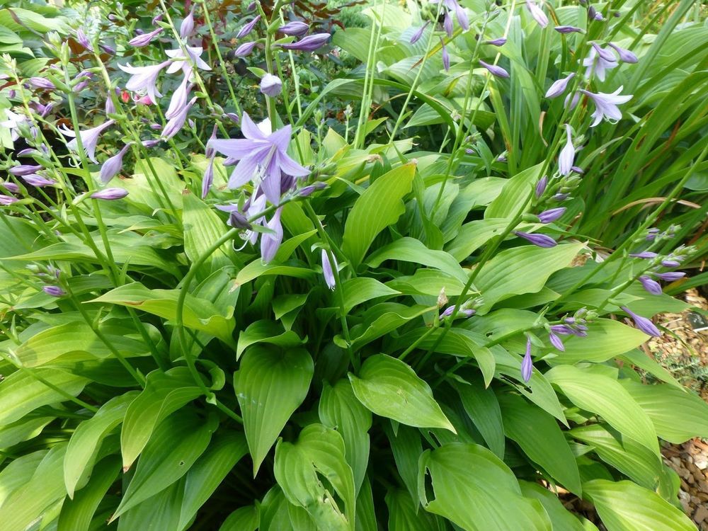 Хоста ланцетолистная (Hosta lancifolia)