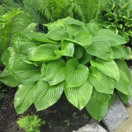 Хоста подорожниковая (Hosta plantaginea)