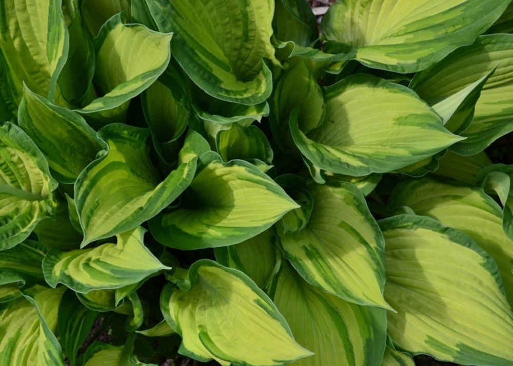 Хоста Албопикта (Hosta 'Albopicta')