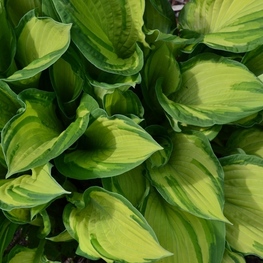 Хоста Албопикта (Hosta 'Albopicta')