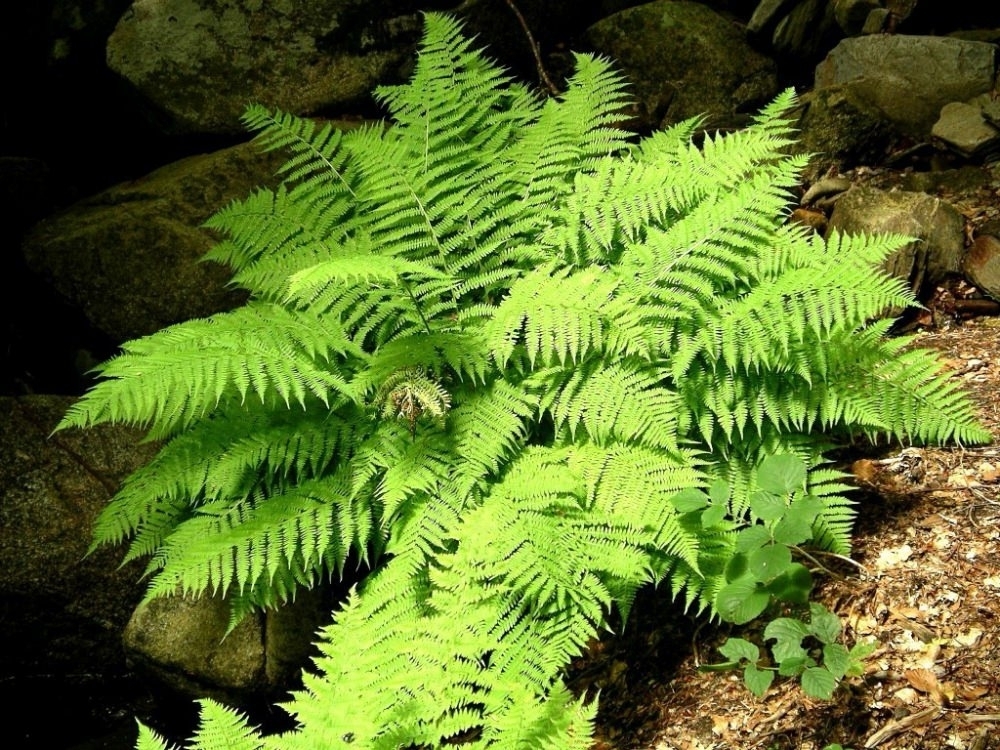 Кочедыжник женский (Athyrium filix-femina)