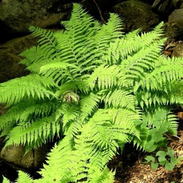 Кочедыжник женский (Athyrium filix-femina)