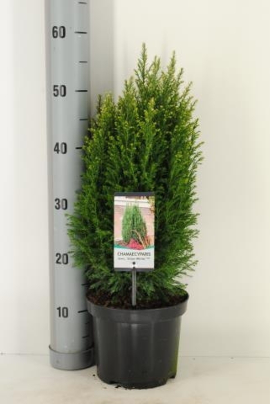 Кипарисовик Лавсона Элвуди (Chamaecyparis lawsoniana 'Ellwoodii')