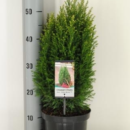 Кипарисовик Лавсона Элвуди (Chamaecyparis lawsoniana 'Ellwoodii')