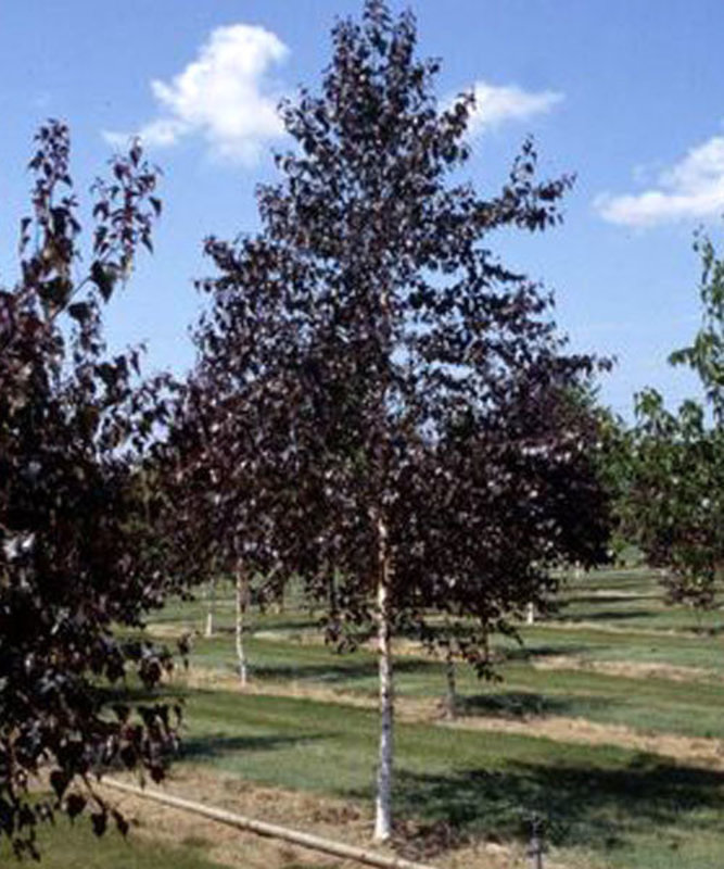 Береза плакучая Роял Фрост (Betula 'Royal Frost')