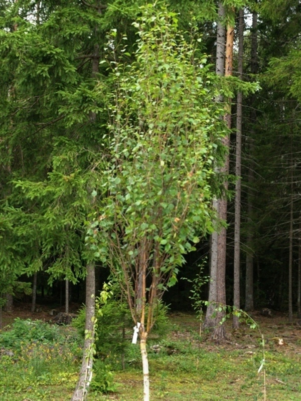 Береза повислая Обелиск (Betula pendula 'Obelisk')
