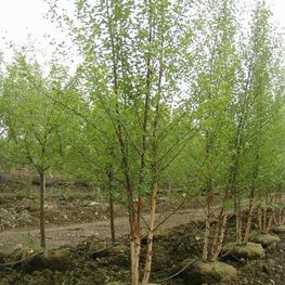 Береза черная Селект (Betula nigra 'Select')