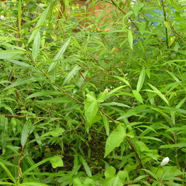 Ива сахалинская Секка (Salix udensis 'Sekka')