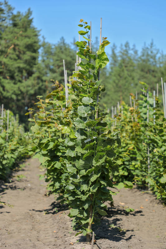 Липа крупнолистная Ратхаус (Tilia platyphyllos 'Rathaus')