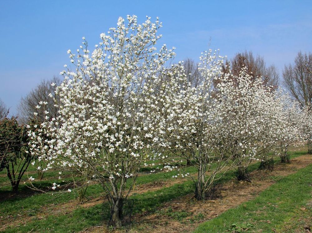 Магнолия кобус (Magnolia kobus)