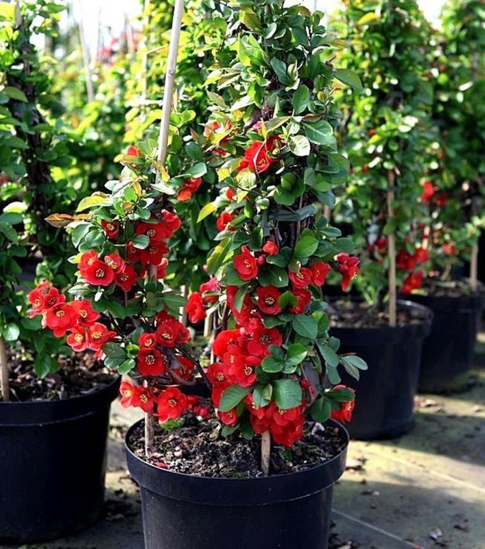 Айва японская Николин (Chaenomeles japonica 'Nicoline')