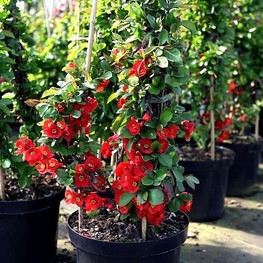 Айва японская Николин (Chaenomeles japonica 'Nicoline')