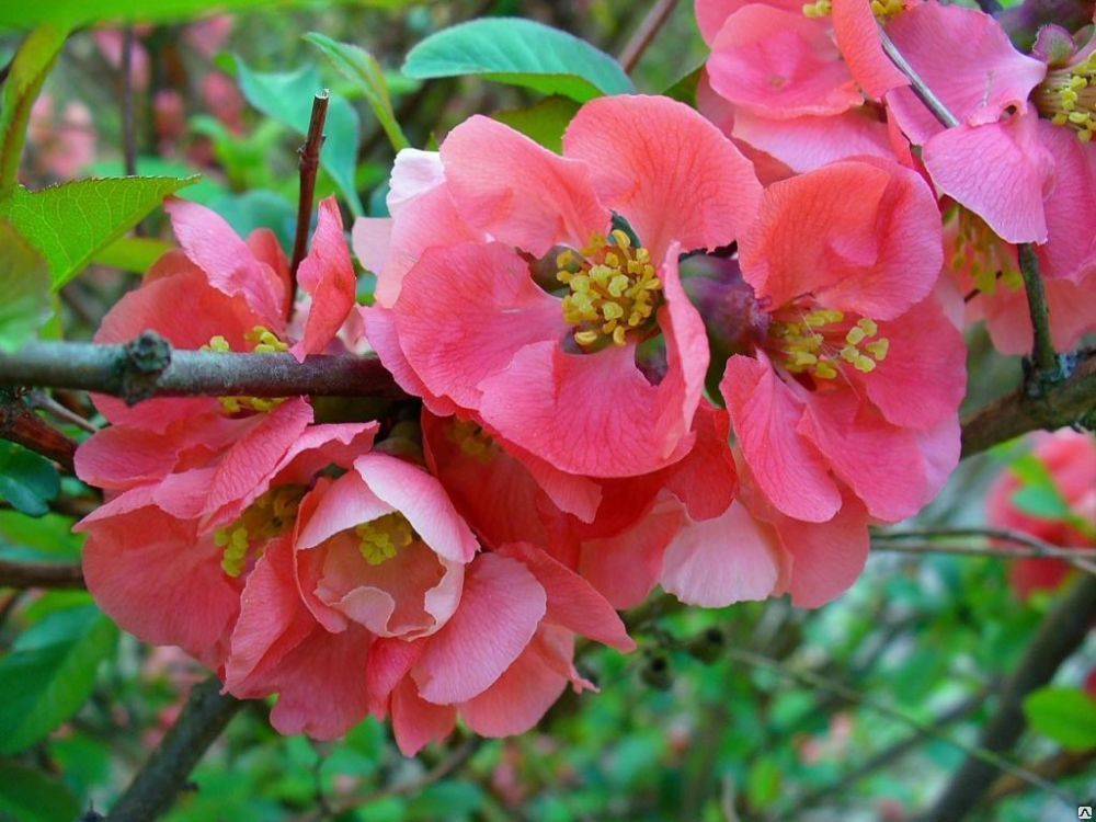 Айва японская Пинк Леди (Chaenomeles japonica 'Pink Lady')