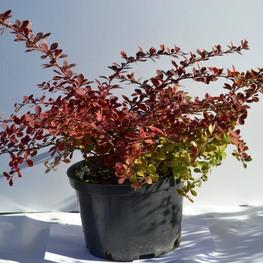Барбарис Тунберга Ред Карпет (Berberis thunbergii 'Red Carpet')
