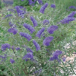 Буддлея Давида Нанхо Блю (Buddleja davidii 'Nanho Blue')